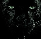 Panther Eyes 